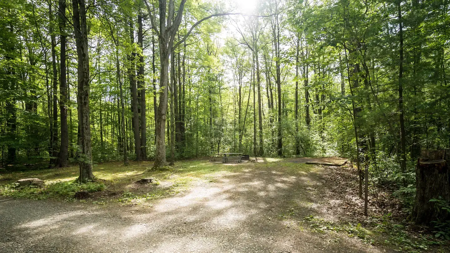 Camper-submitted photo at Blueberry Patch Campground — Green Mountain & Finger Lakes National Forests near Brooktondale, NY