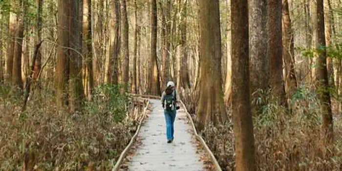 Camper submitted image from Bluff Hike In Campground — Congaree National Park