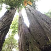 Review photo of Jedidiah Smith Campground — Redwood National Park by Becky T., August 10, 2019