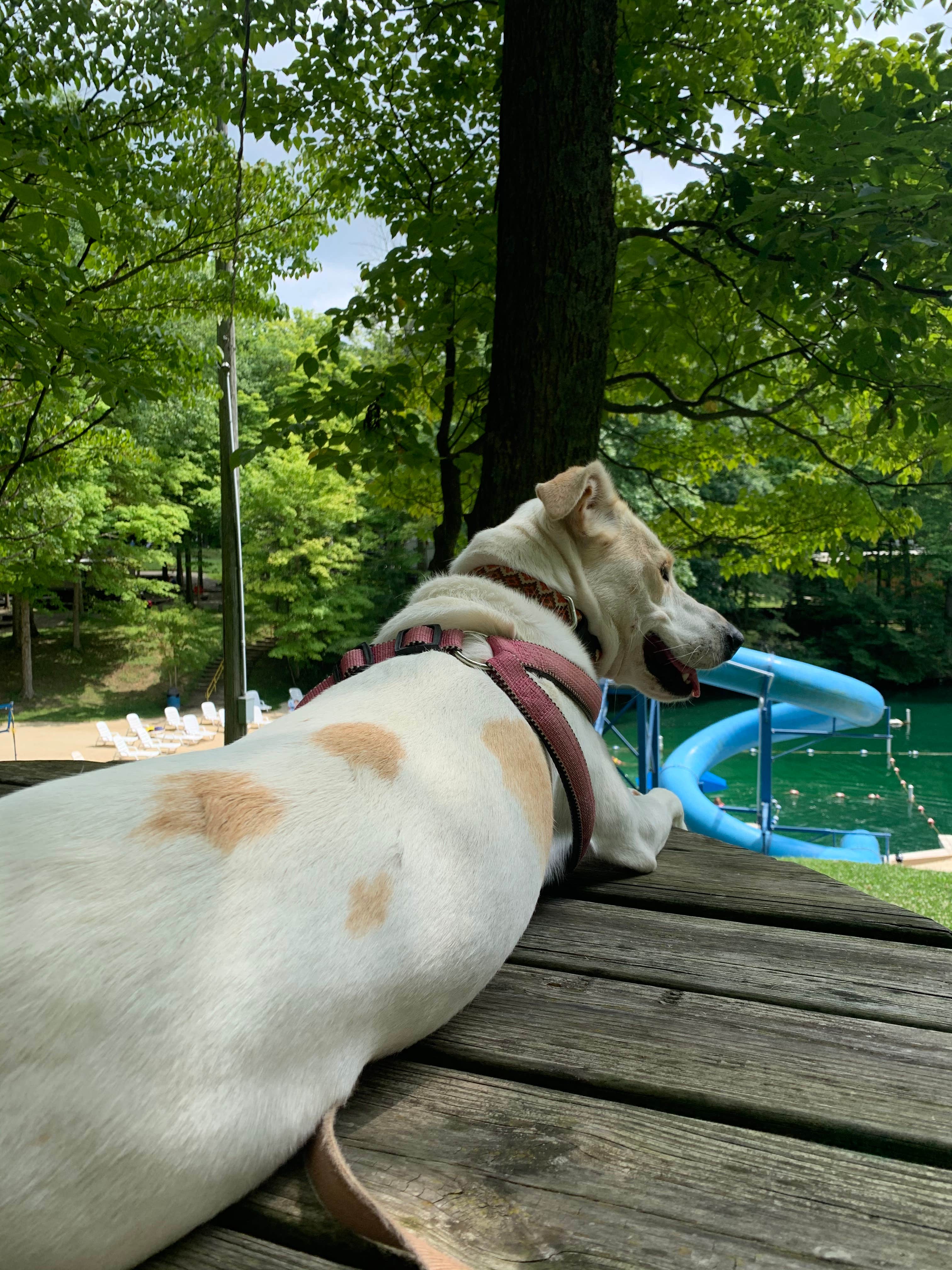 Justin L.'s photo of camping with pets at Dogwood Valley Campground near Radnor, OH