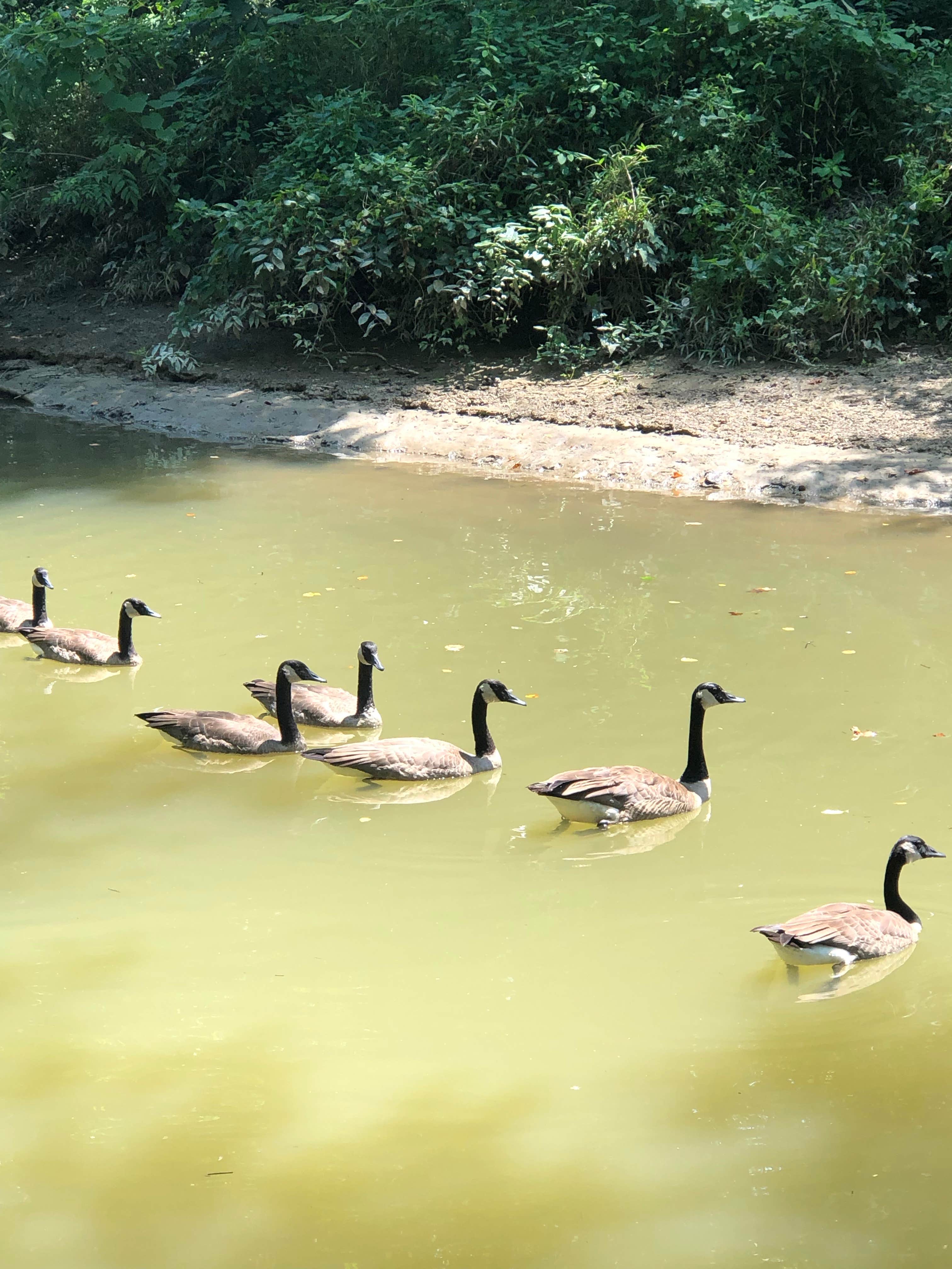 Camper-submitted photo at Levi Jackson Wilderness State Park Campground near Stanford, KY