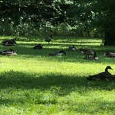 Review photo of Levi Jackson Wilderness State Park Campground by C S., August 10, 2019