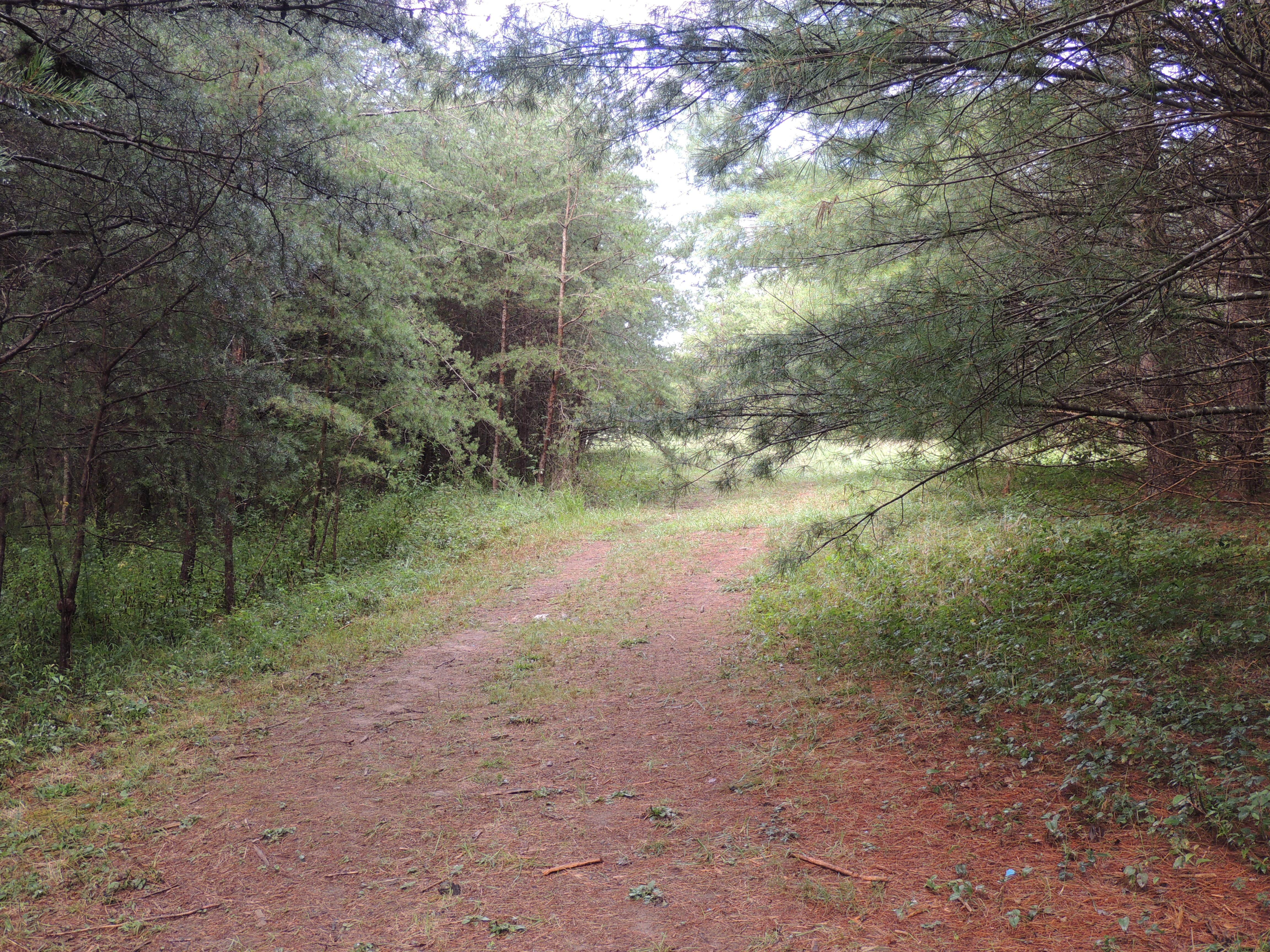 Camper submitted image from Hammock Sway - 3