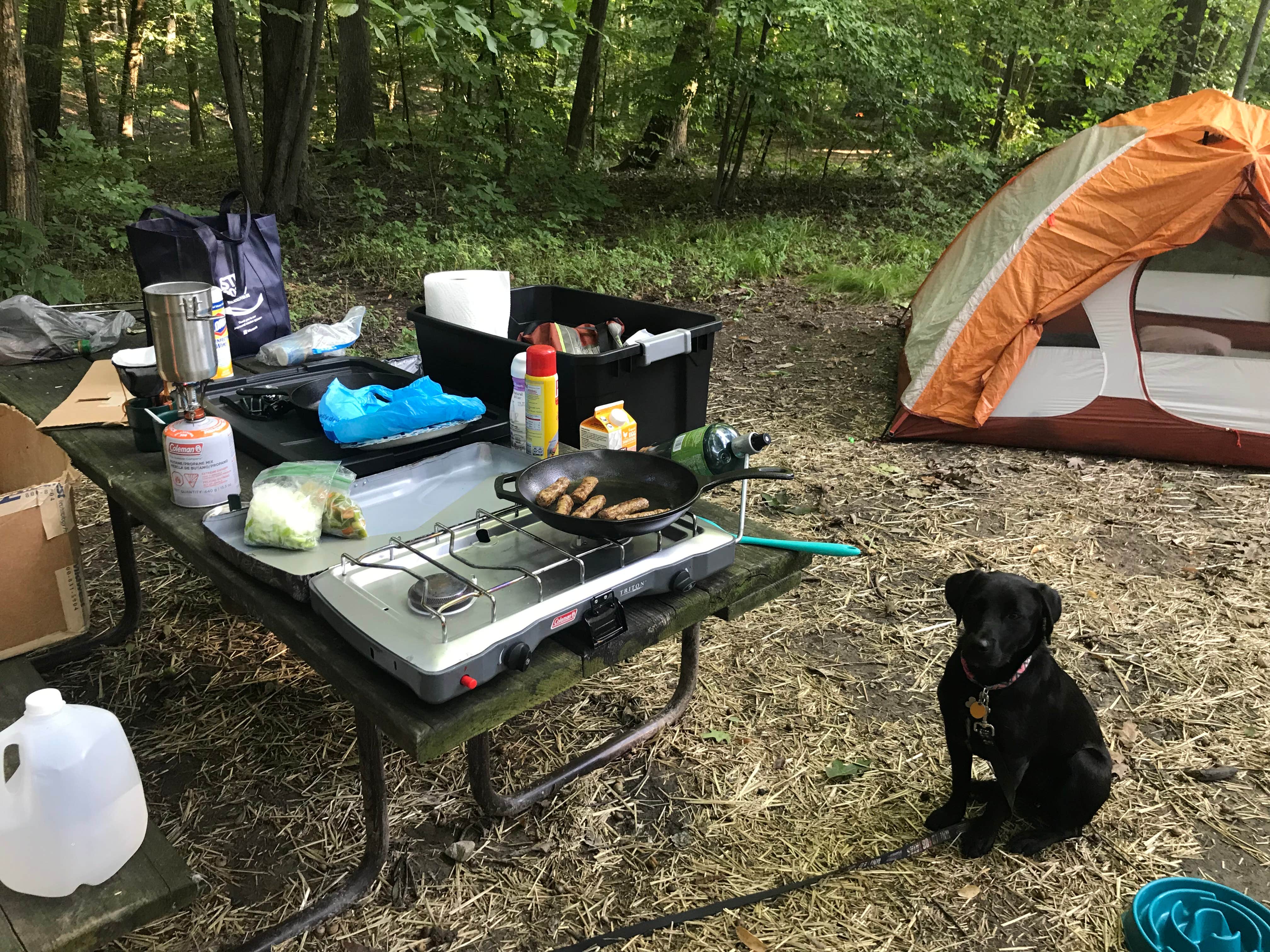 AJ J.'s photo of camping with pets at West Branch State Park Campground near Akron, OH