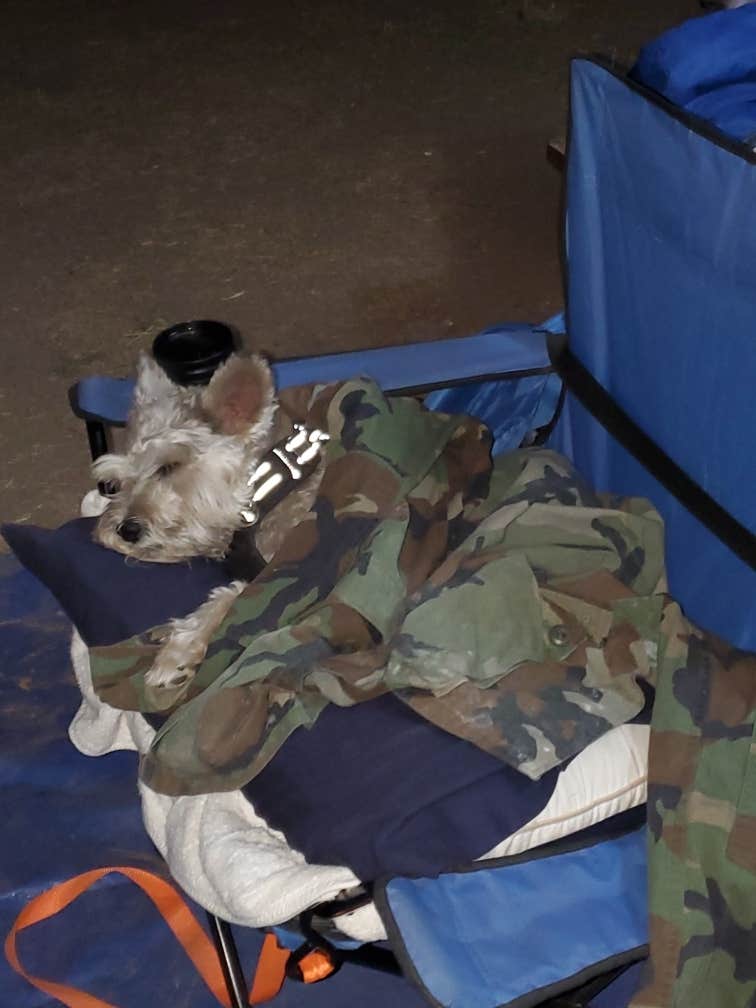 Eddie  R.'s photo of camping with pets at Cachuma Lake Recreation Area near Santa Barbara, CA