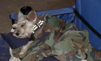 Eddie R.'s photo of camping with pets at Cachuma Lake Recreation Area near Los Padres National Forest
