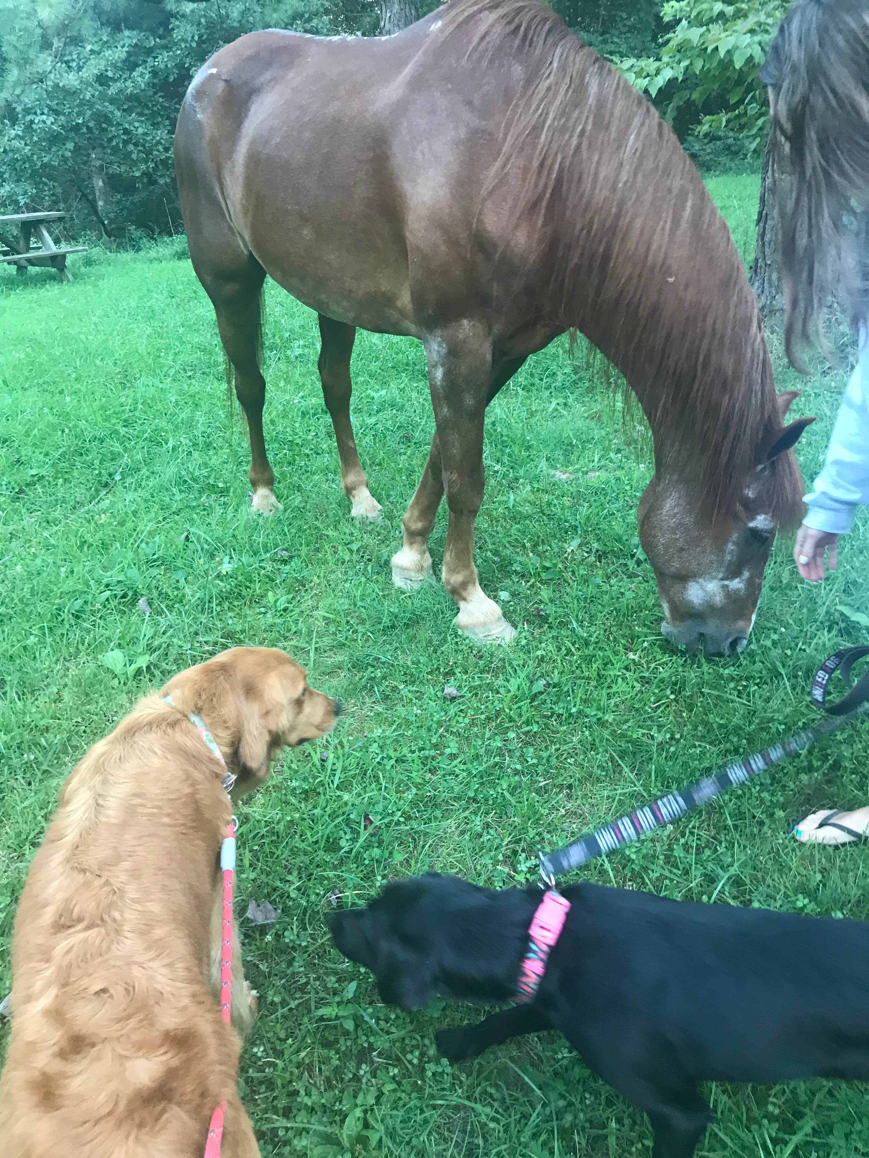 AJ J.'s photo of camping with a horse at Palmerosa Horse & Hike Campground near Geneva, OH