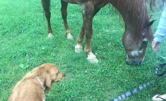 AJ J.'s photo of camping with a horse at Palmerosa Horse & Hike Campground near Ray, OH