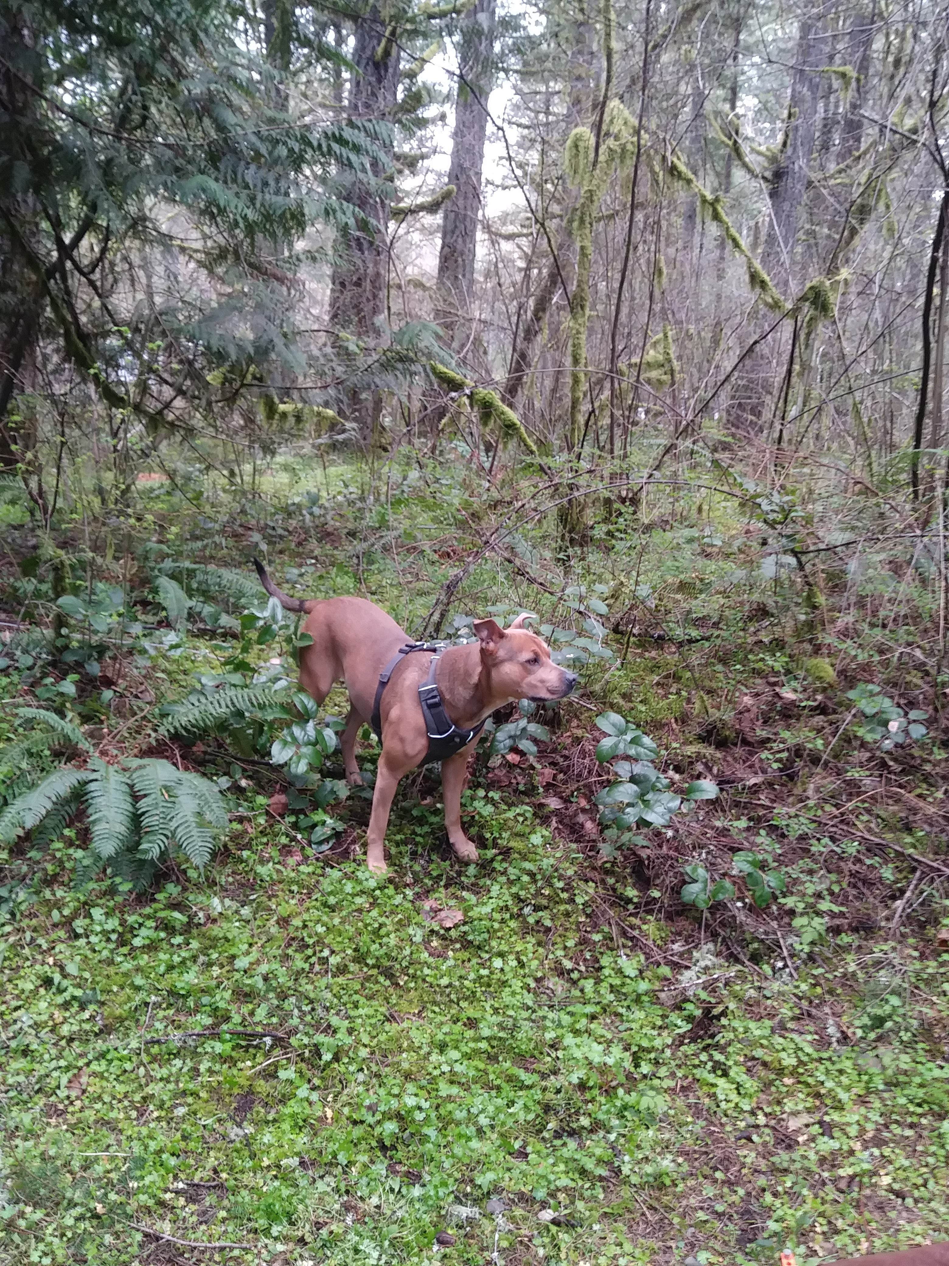 Somer L.'s photo of camping with pets at Milo McIver State Park Campground near Vancouver, WA