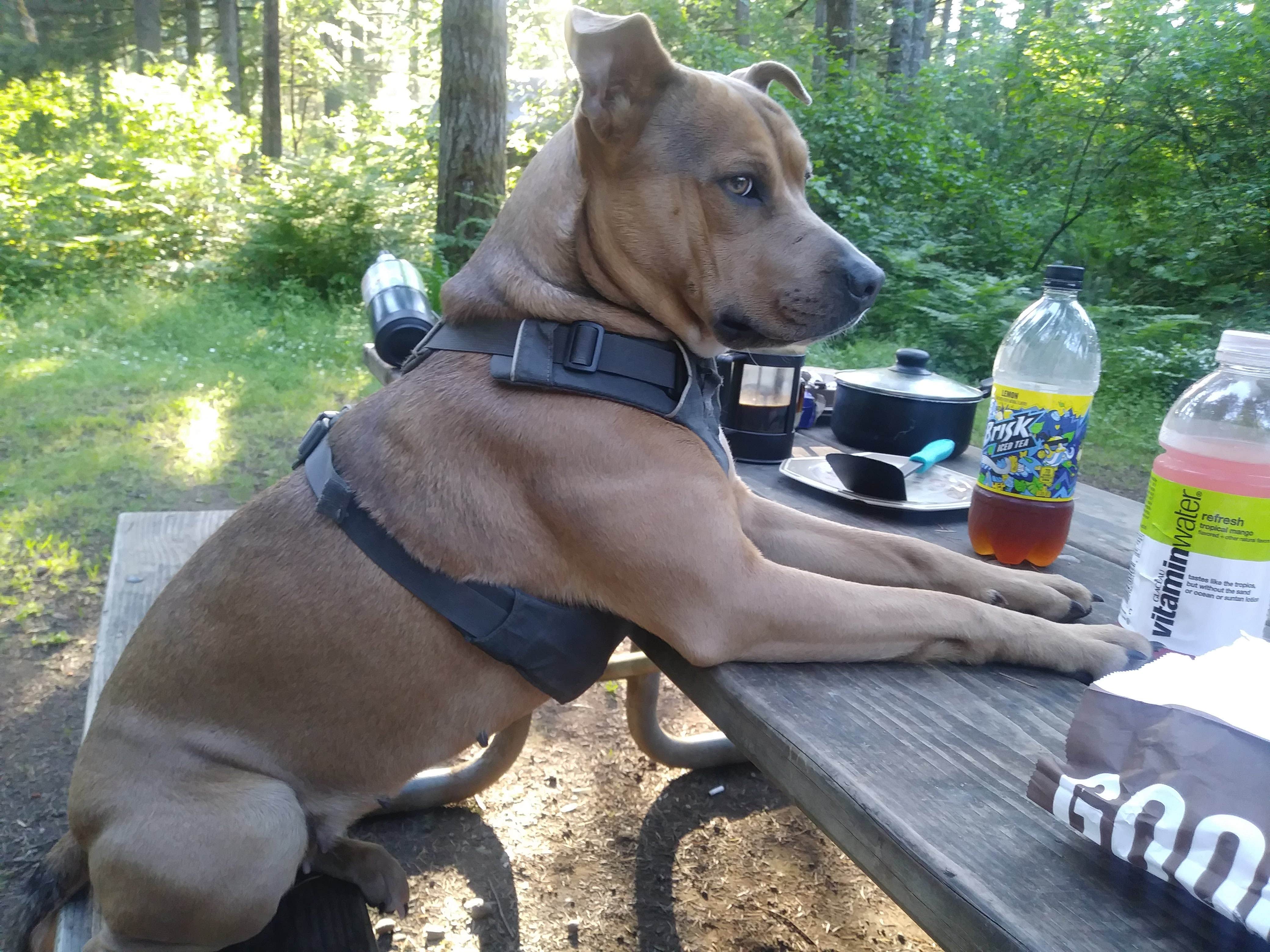 Somer L.'s photo of camping with pets at Milo McIver State Park Campground near Sandy, OR