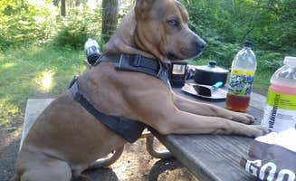 Somer L.'s photo of camping with pets at Milo McIver State Park Campground near West Linn, OR