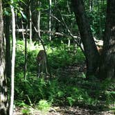 Review photo of Lewis Mountain Campground — Shenandoah National Park by Matthew D., August 11, 2019