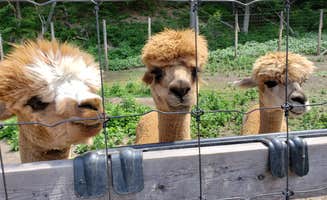 Richard V.'s photo of camping with pets at Roscoe Campsites in New York