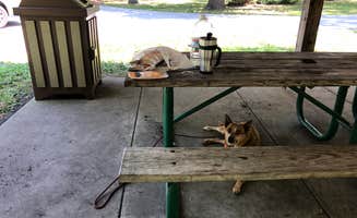 Art S.'s photo of camping with pets at Dunewood Campground — Indiana Dunes National Park near Valparaiso, IN
