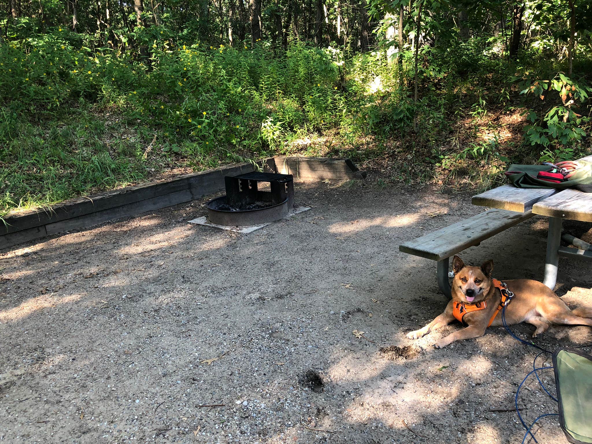 Art S.'s photo of camping with pets at Dunewood Campground — Indiana Dunes National Park near Merrionette Park, IL