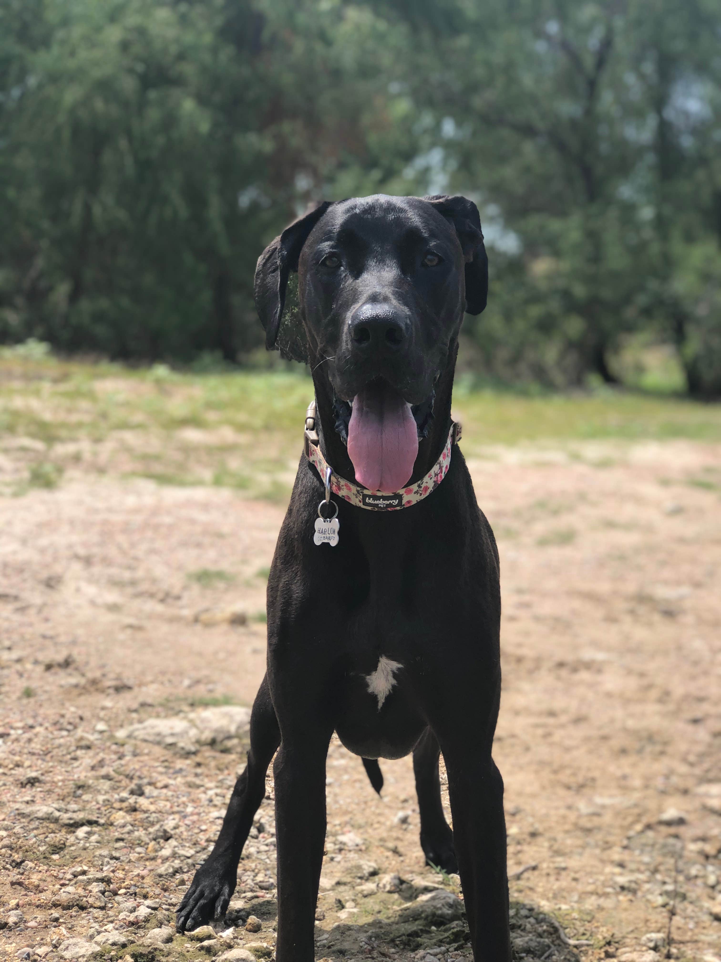 Paige M.'s photo of camping with pets at Copperas Creek at Proctor Lake near Dublin, TX