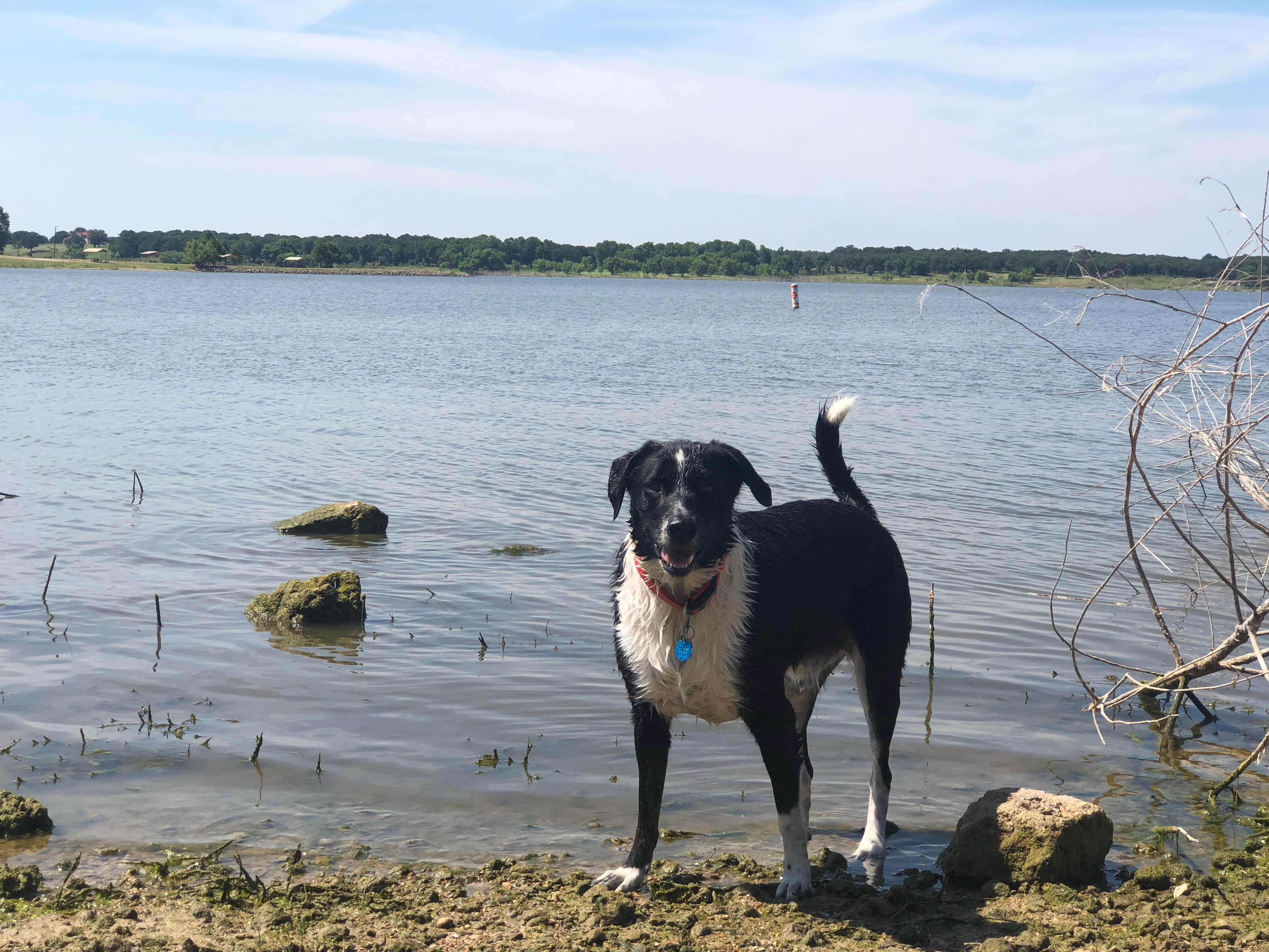 Paige M.'s photo of camping with pets at Copperas Creek at Proctor Lake near Eastland, TX