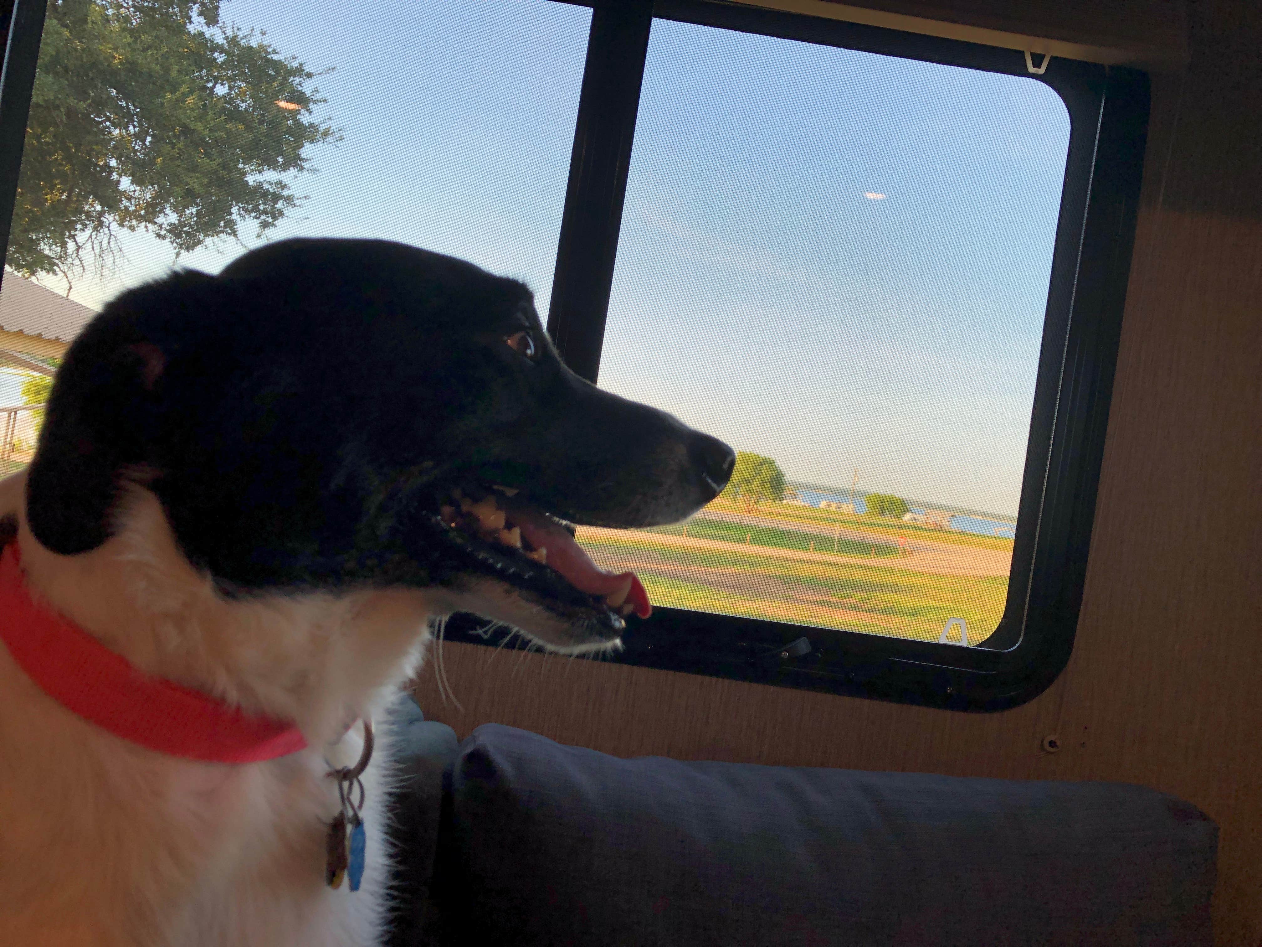 Paige M.'s photo of camping with pets at Copperas Creek at Proctor Lake near Bangs, TX