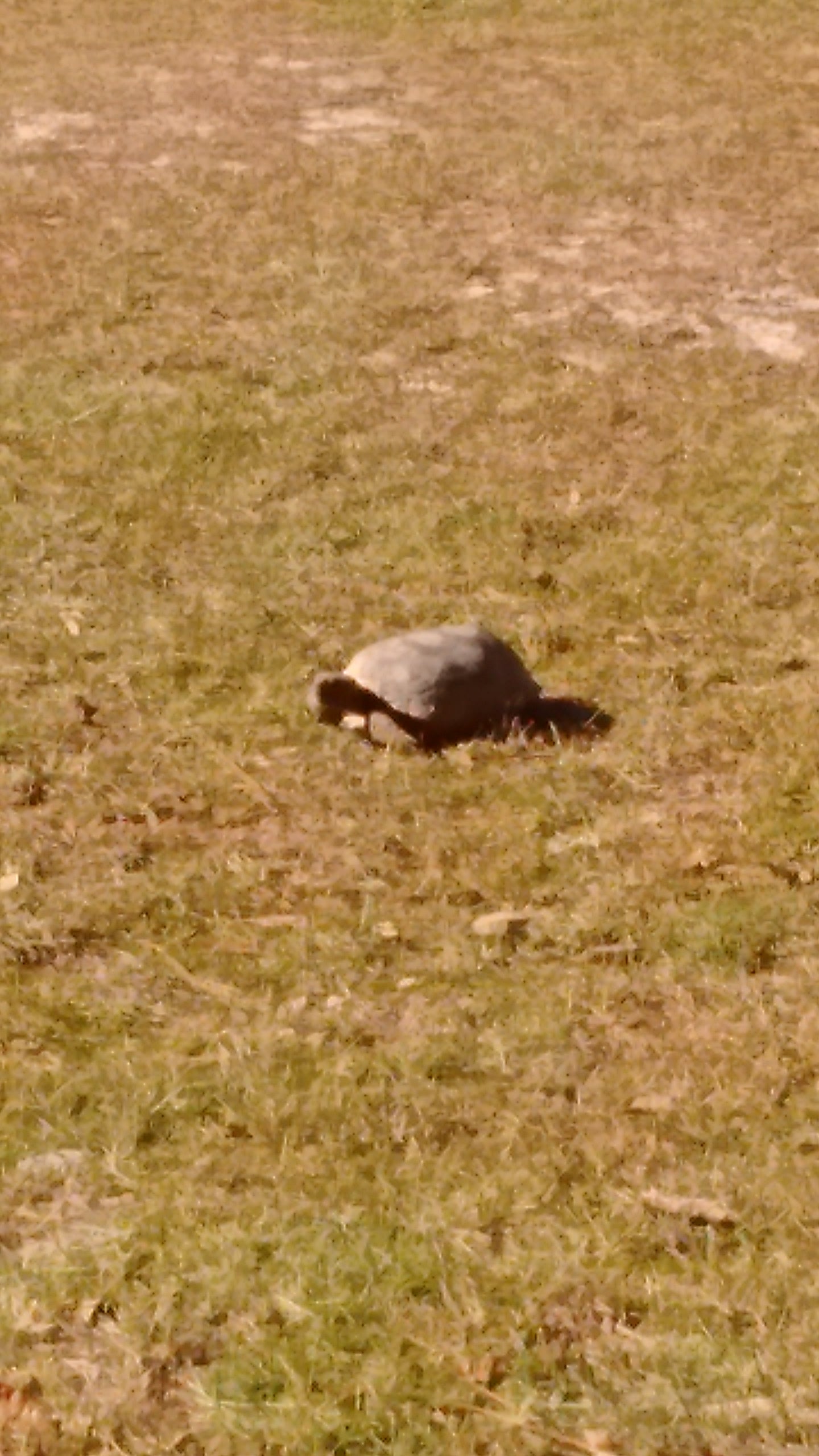 Tortoise in campground.