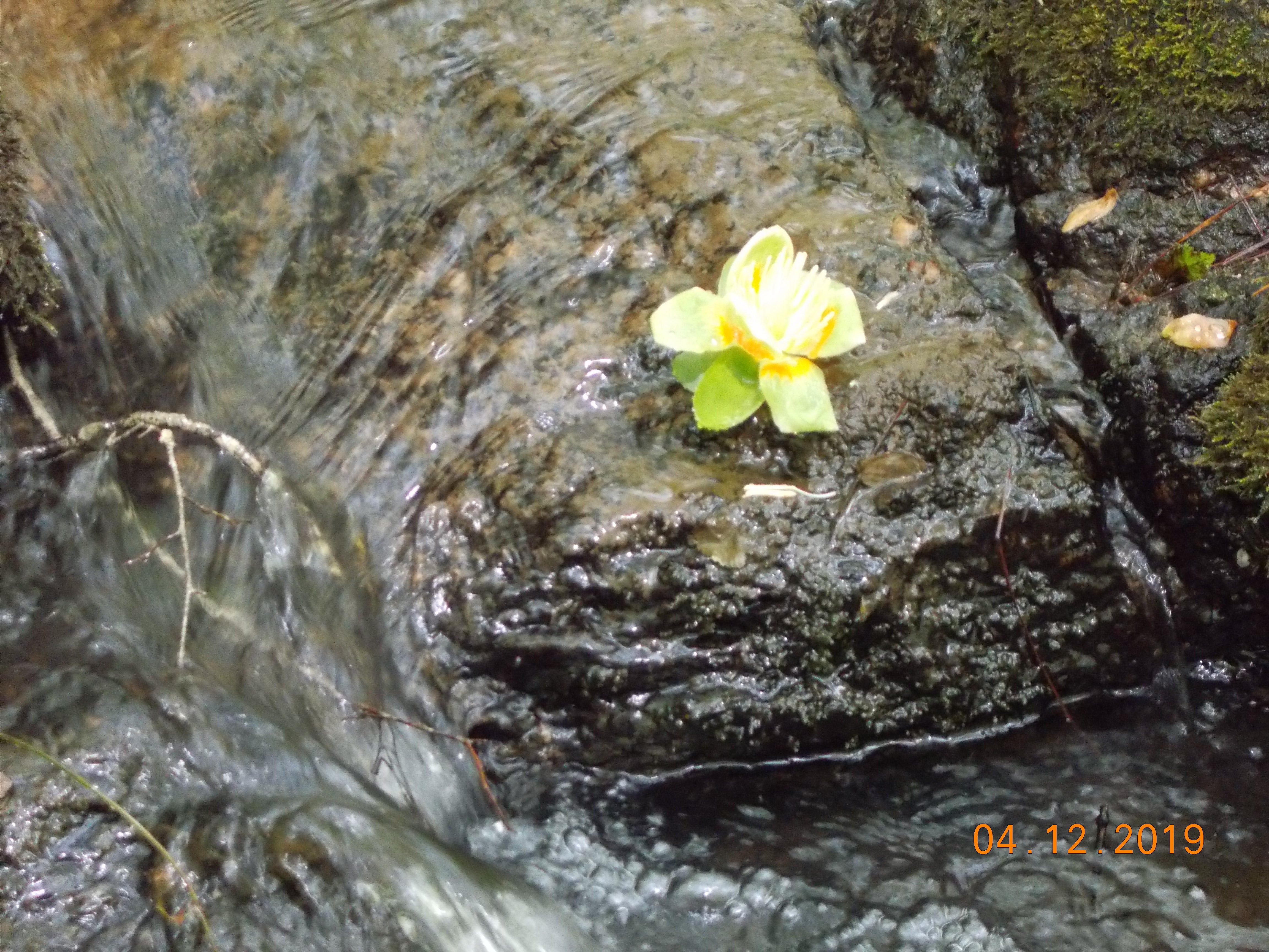 Flower beside stream on hiking trail.