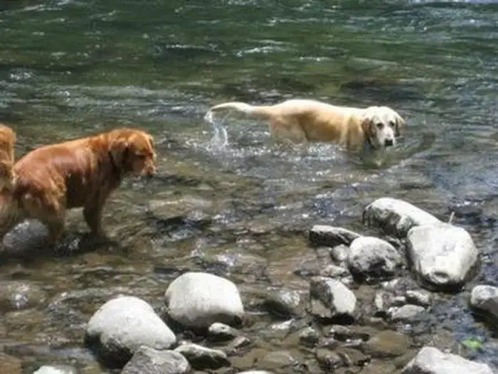 Camper-submitted photo at Mount Hood National Forest Armstrong Campground - TEMP CLOSED FOR FIRE near Colton, OR