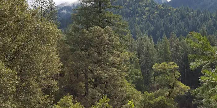 Camper submitted image from Tahoe National Forest Ramshorn Campground