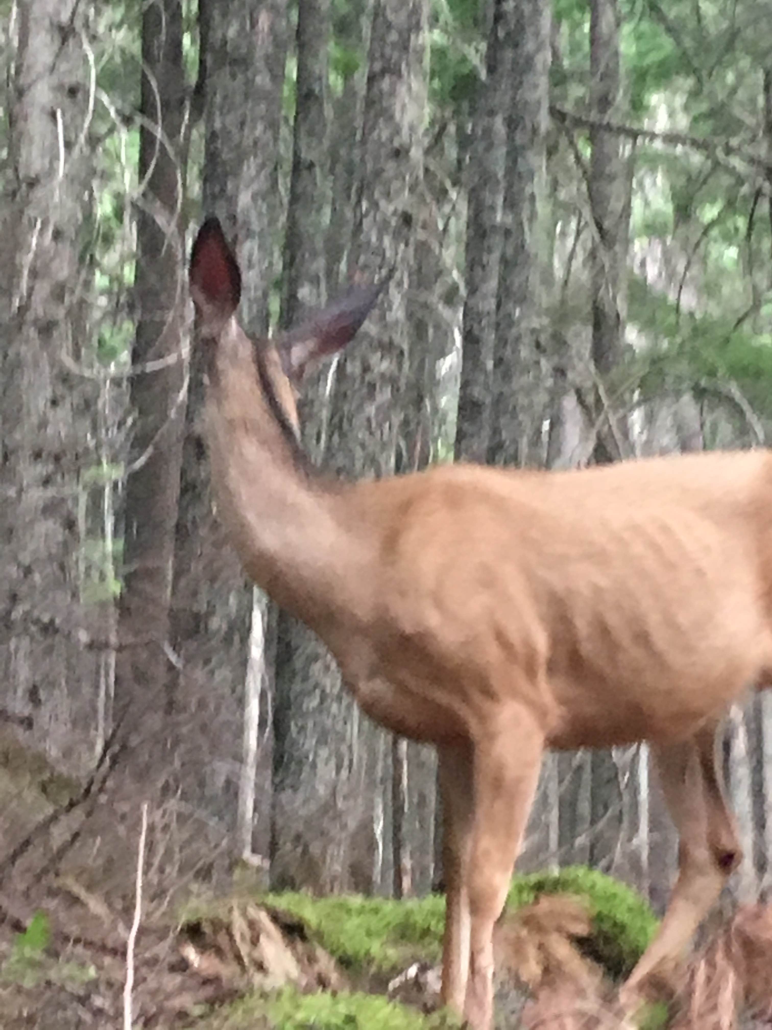 Camper submitted image from Saint Mary Glacier Park KOA Kampground - 4