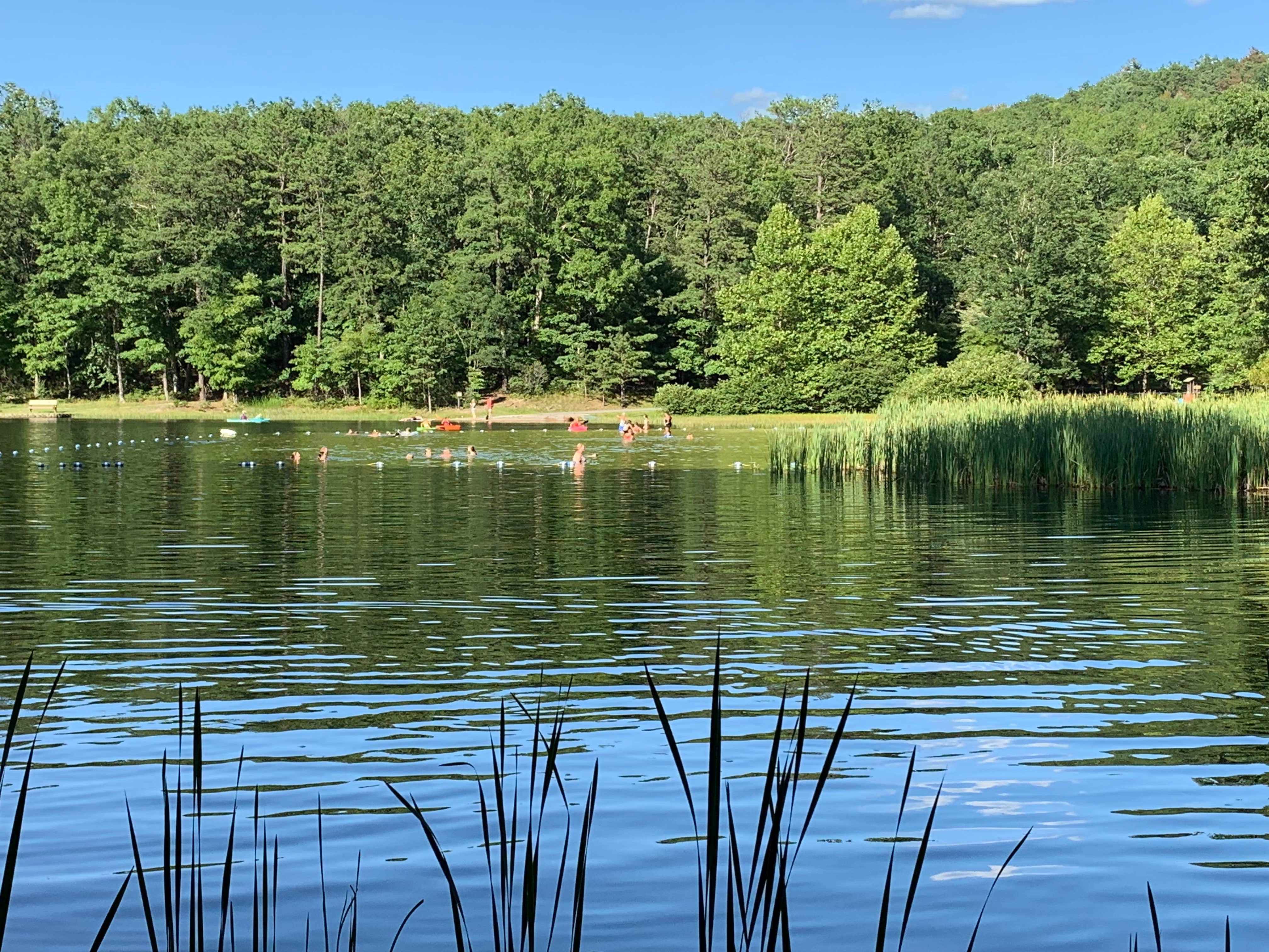 Trout Pond Recreation Area Camping | Baker, West Virginia