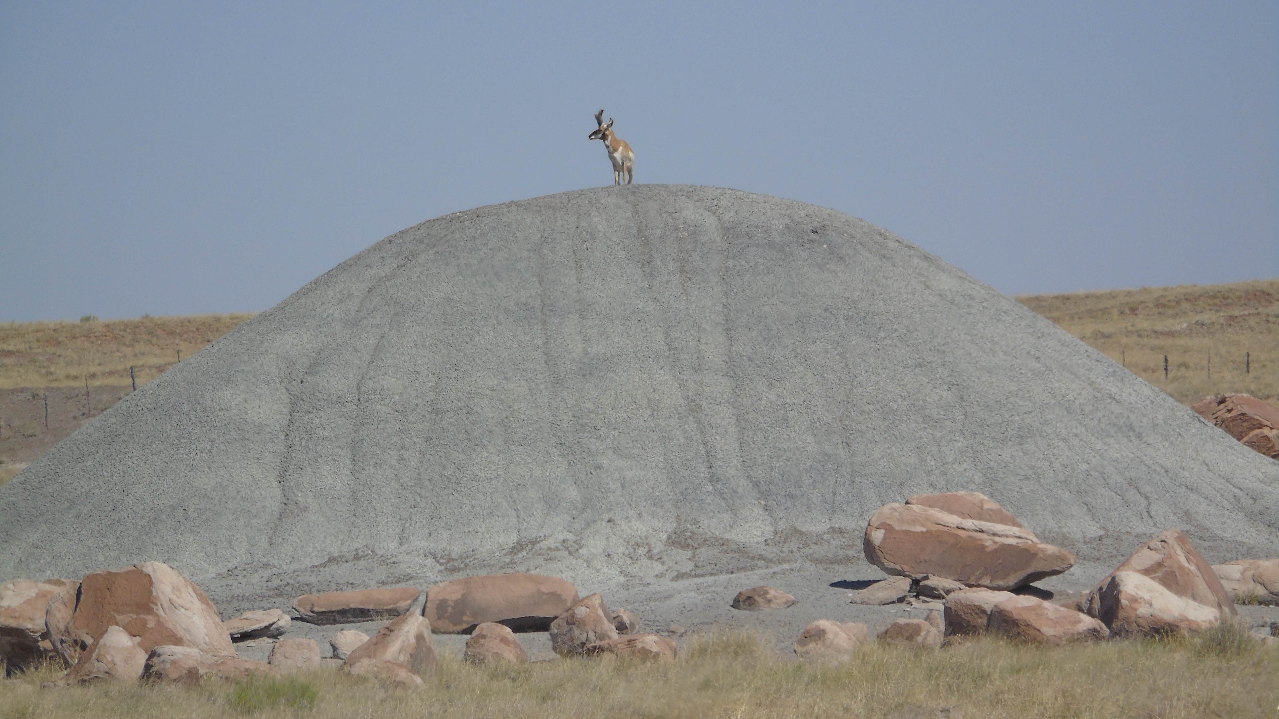 Camper submitted image from Holbrook/Petrified Forest KOA - 2