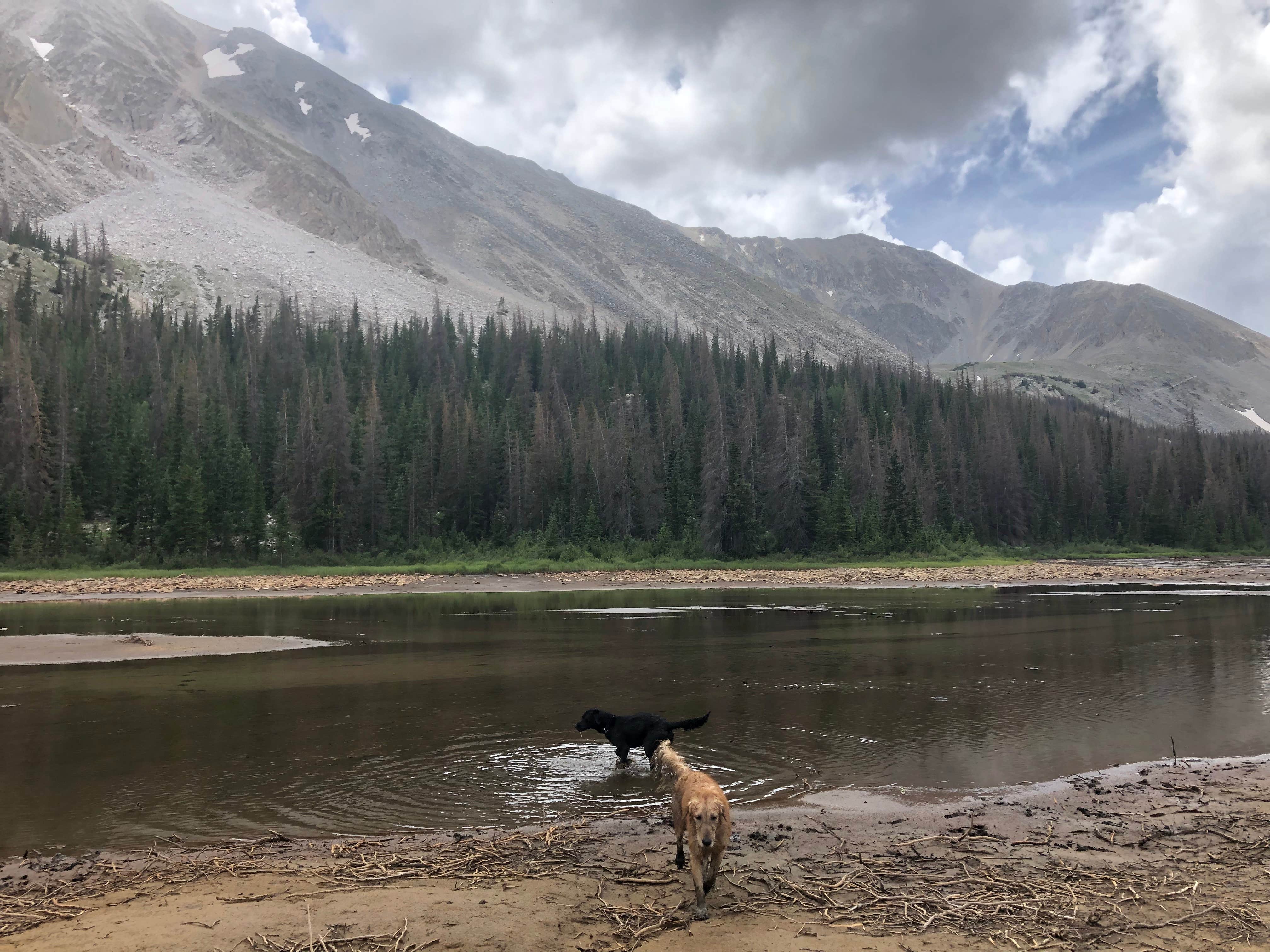 Courtney L.'s photo of camping with pets at Browns Creek near Buena Vista, CO