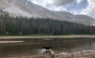 Courtney L.'s photo of camping with pets at Browns Creek near Buena Vista, CO