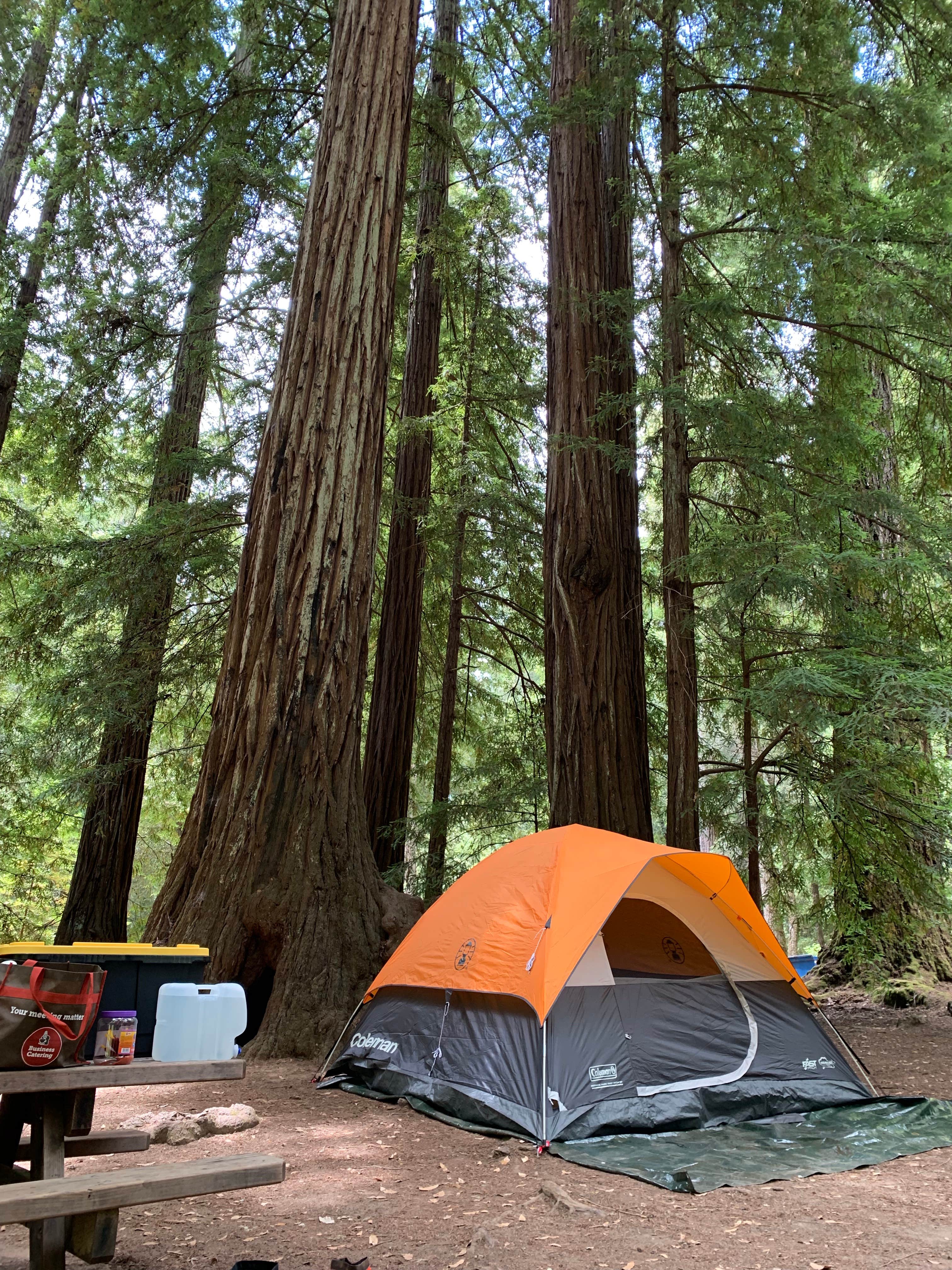 Cristina A.'s photo at Lower Blooms Creek — Big Basin Redwoods State Park — CAMPGROUND CLOSED near Felton, CA
