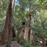 Review photo of Lower Blooms Creek — Big Basin Redwoods State Park — CAMPGROUND CLOSED by Cristina A., August 11, 2019