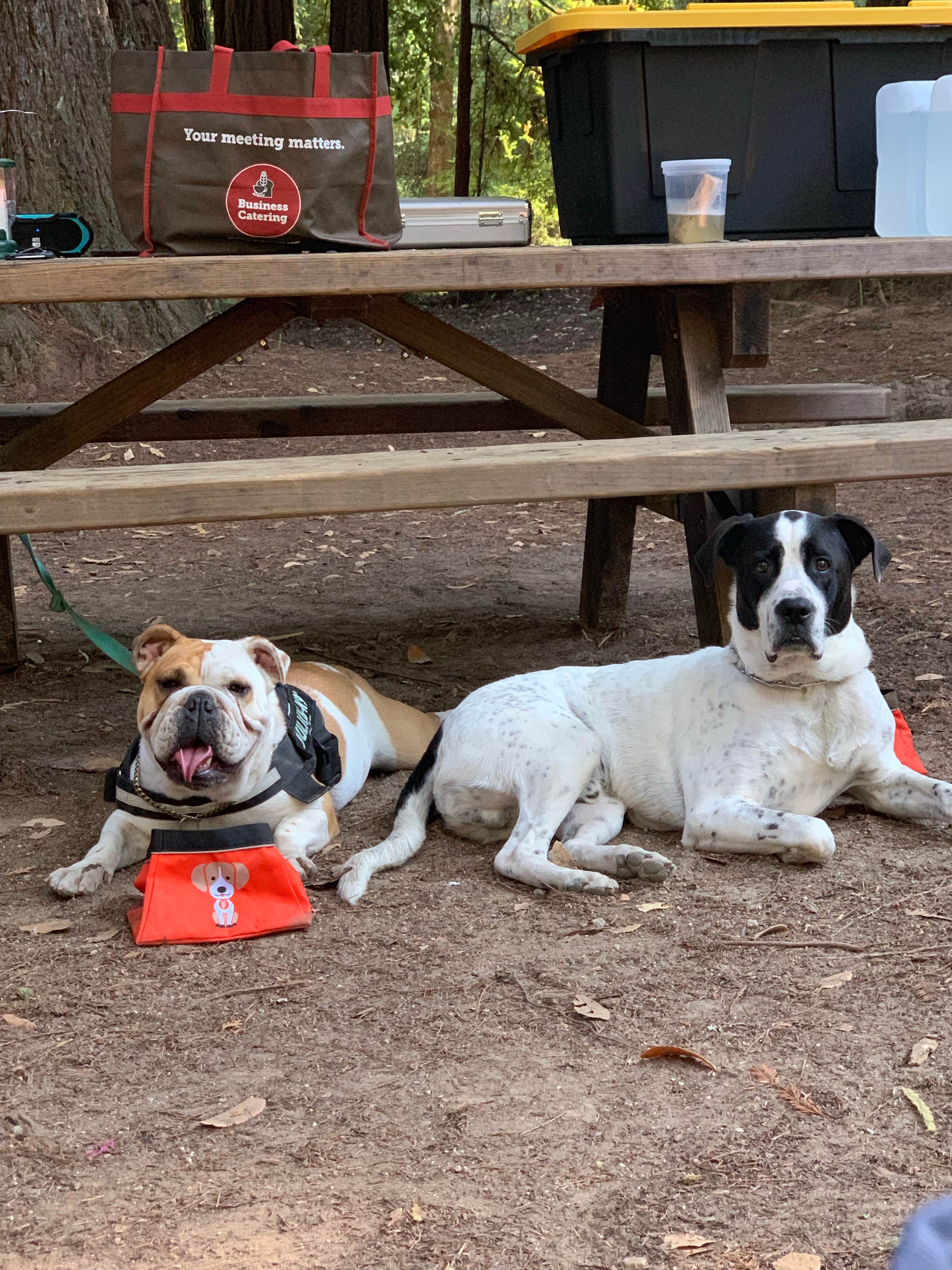 Cristina A.'s photo of camping with pets at Lower Blooms Creek — Big Basin Redwoods State Park — CAMPGROUND CLOSED near San Jose, CA
