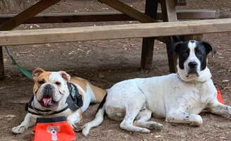 Cristina A.'s photo of camping with pets at Lower Blooms Creek — Big Basin Redwoods State Park — CAMPGROUND CLOSED near Belmont, CA