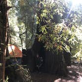 Review photo of Lower Blooms Creek — Big Basin Redwoods State Park — CAMPGROUND CLOSED by Cristina A., August 11, 2019