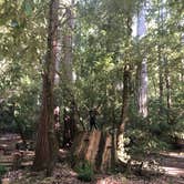 Review photo of Lower Blooms Creek — Big Basin Redwoods State Park — CAMPGROUND CLOSED by Cristina A., August 11, 2019