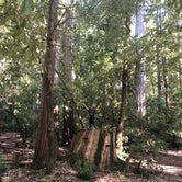 Review photo of Big Basin Redwoods State Park — Big Basin Redwoods State Park - CAMPGROUND CLOSED by Cristina A., August 11, 2019