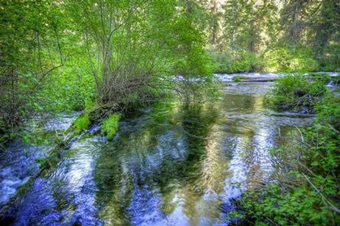 Camper-submitted photo at Candle Creek Campground near Camp Sherman, OR