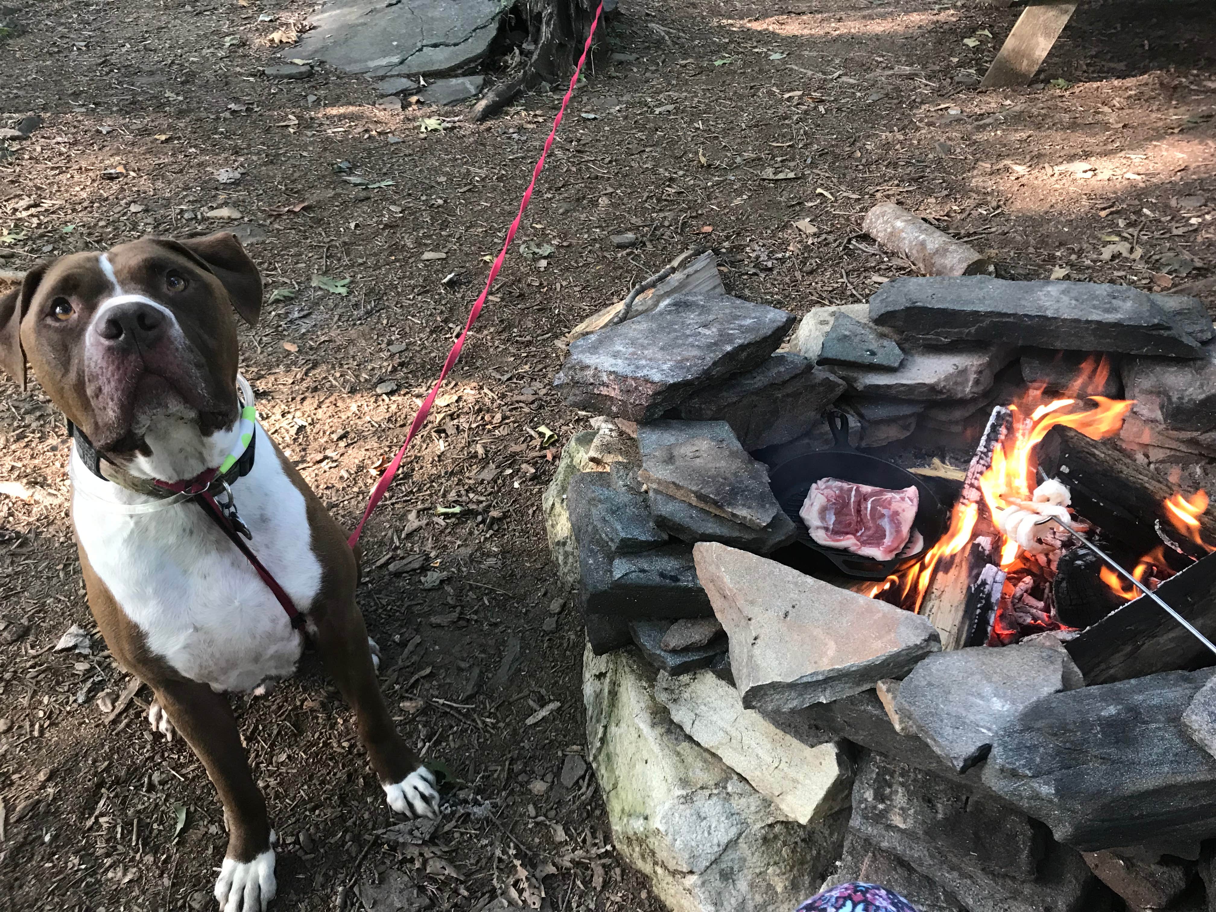 Nicole L.'s photo of camping with pets at Blue Bear Mountain Camp near Beech Mountain, NC