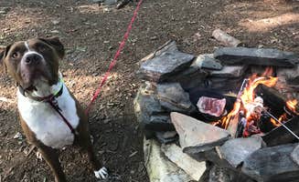 Nicole L.'s photo of camping with pets at Blue Bear Mountain Camp near Vilas, NC