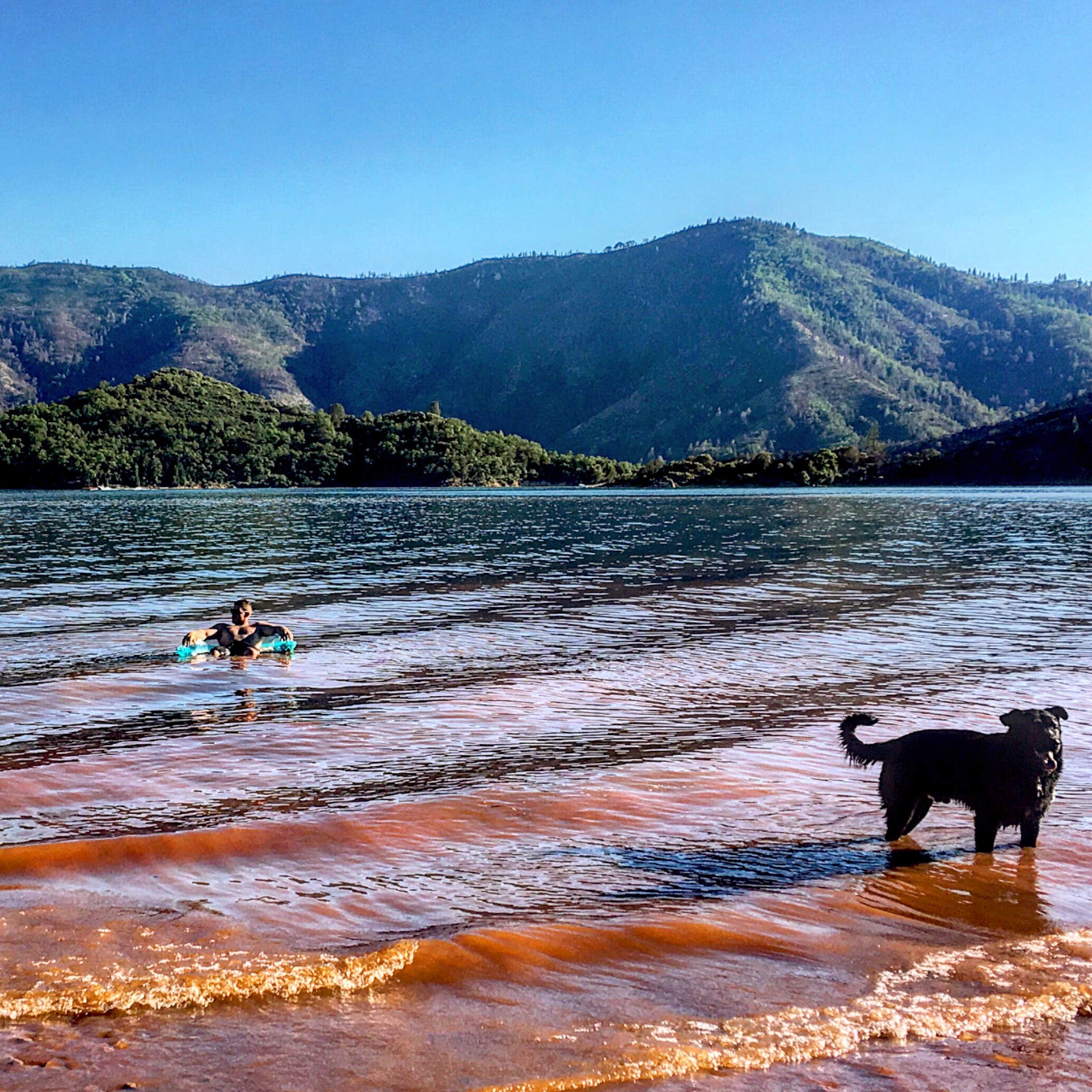 Francis N.'s photo of camping with pets at Beehive Point Shoreline Campground near Redding, CA