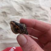 Review photo of Dauphin Island Campground by Lori H., August 12, 2019