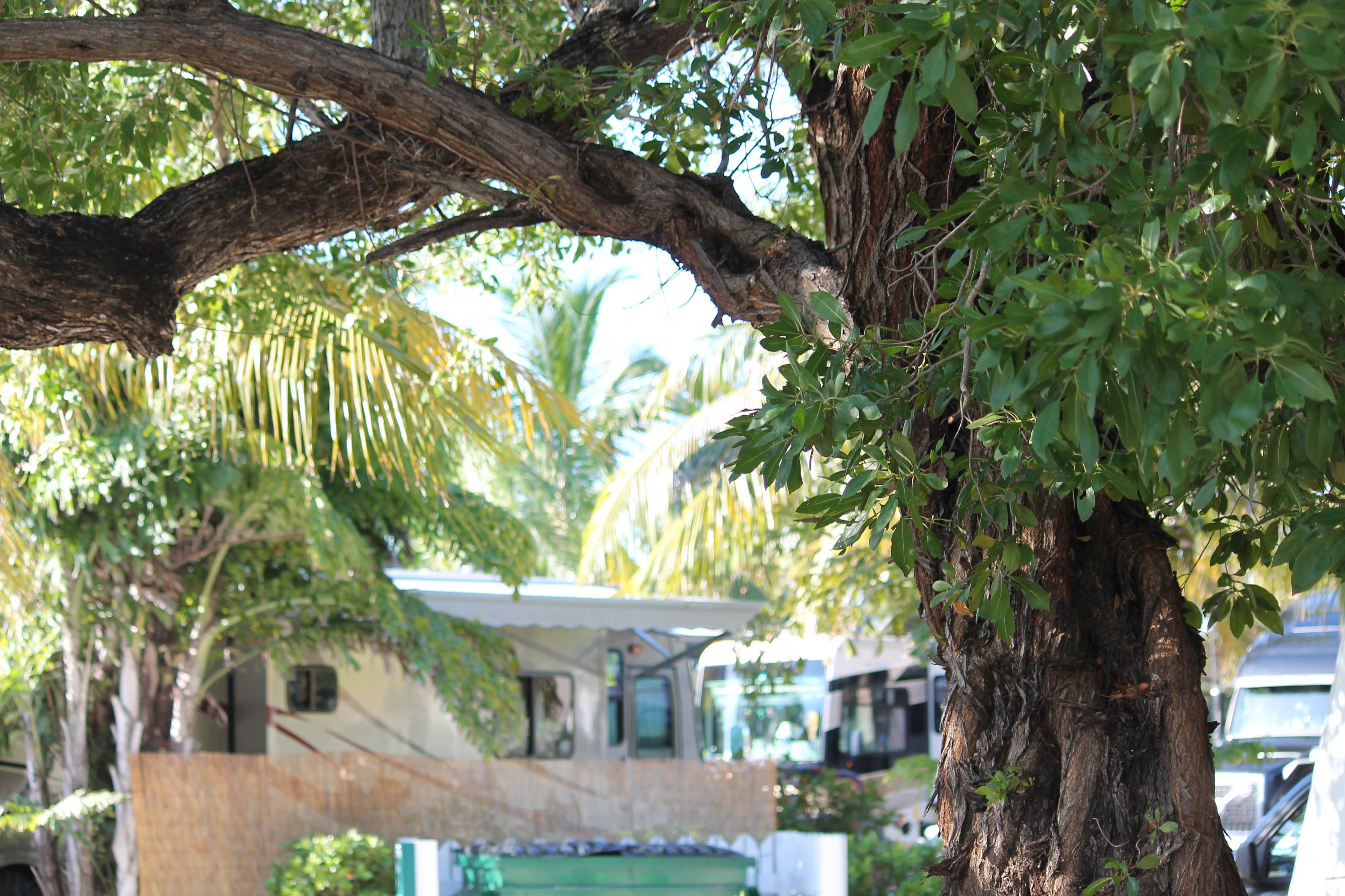 Camper submitted image from Boyd's Key West Campground - 2
