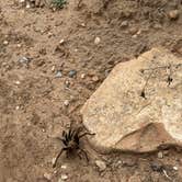 Review photo of Hurricane Cliffs BLM Dispersed Sites 20-35 spur by Cory S., October 31, 2025