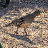 Review photo of Lost Dutchman State Park Campground by April H., October 31, 2025