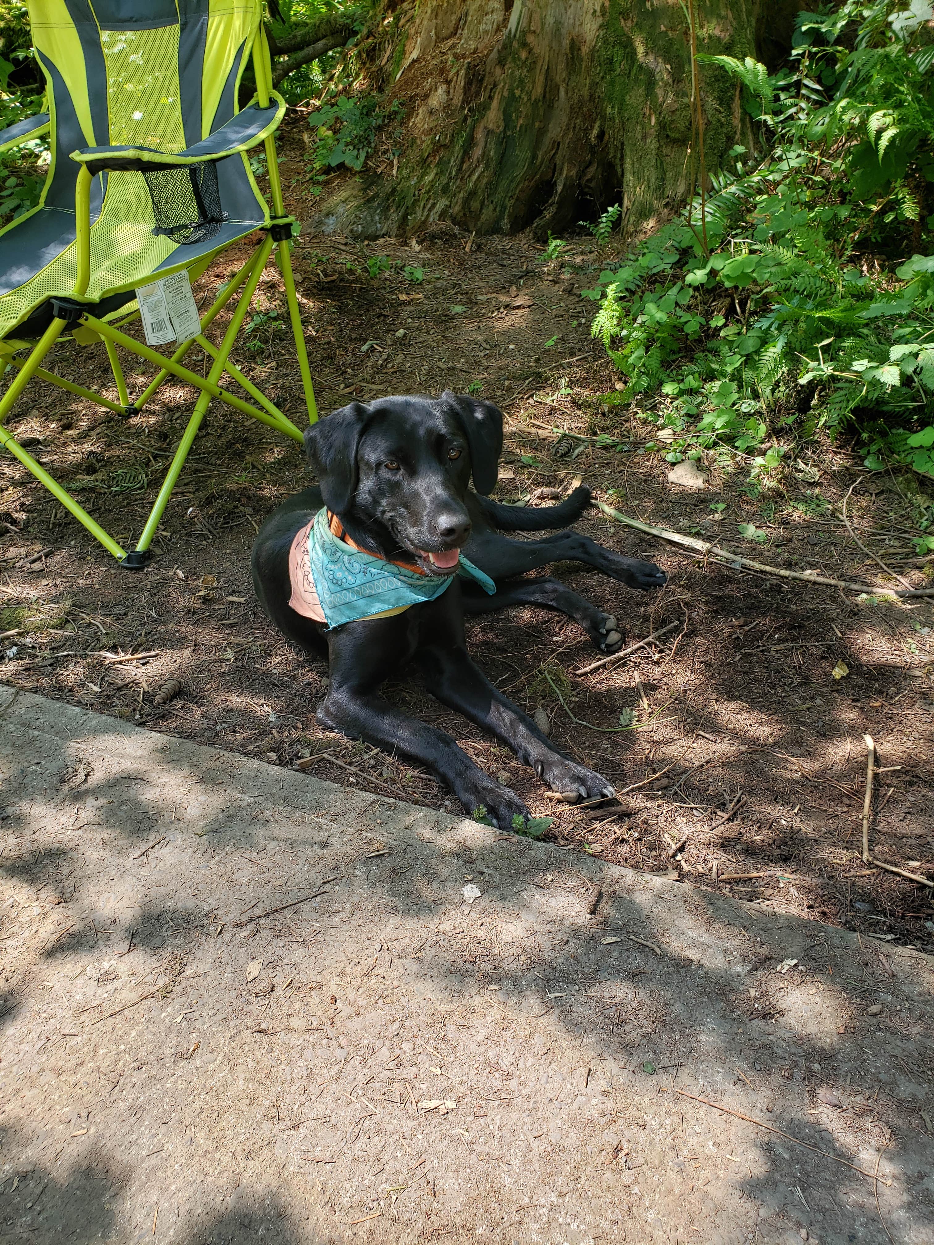 Camper submitted image from Dougan Creek Campground - 5