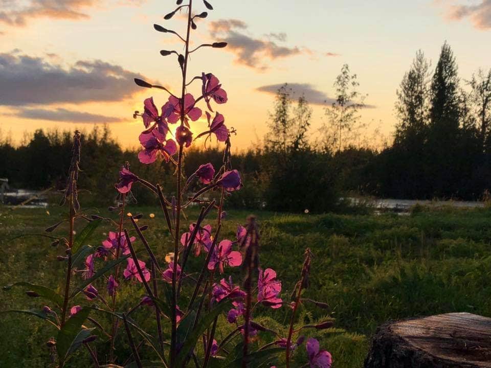 Camper submitted image from Susitna Landing - 4