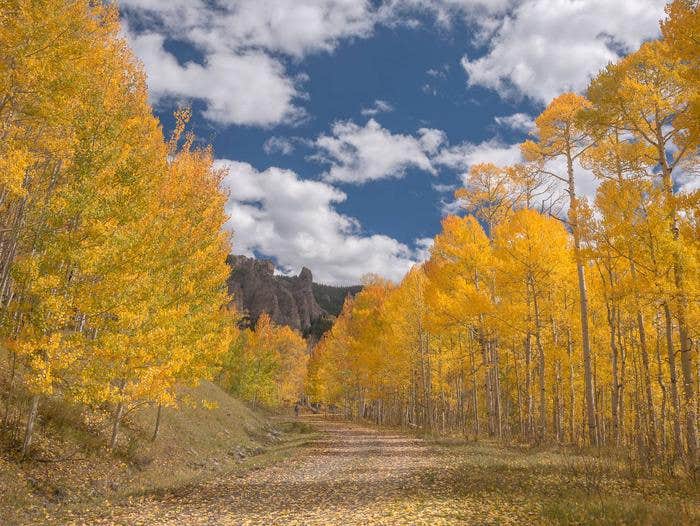 Lodgepole (taylor River Canyon Near Gunnison, Colorado) Camping The Dyrt