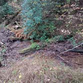 Review photo of Dicks Creek Falls Campsites off Main Road by Jennifer M., November 1, 2025